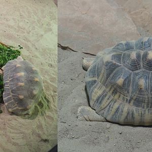 Radiated tortoises (Astrochelys radiata), 2020-09-02