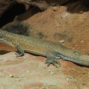 Southeastern girdled lizard (Zonosaurus maximus), 2020-09-02