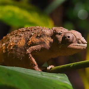 Panther chameleon (Furcifer pardalis), 2020-09-02