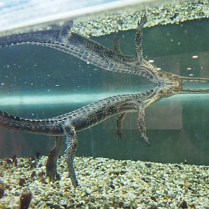 Juvenile Gharial (Gavialis gangeticus), 2020-09-02