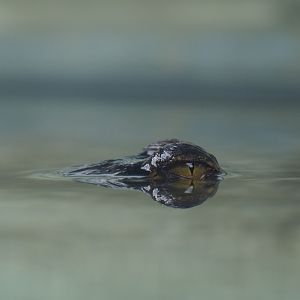 Juvenile Gharial (Gavialis gangeticus), 2020-09-02