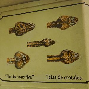 Crotalus mural in the Mersus Emergo, 2020-09-02