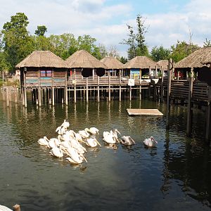 African stilt village and water area of the Pygmy hippopotamus and Great white pelican exhibit, 2020-09-02