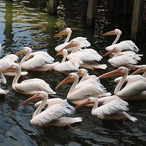 Squadron of Great white pelicans (Pelecanus onocrotalus), 2020-09-02