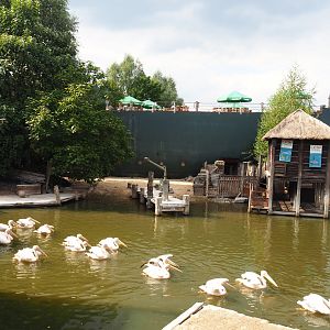 Pygmy hippopotamus and Great white pelican exhibit, 2020-09-02