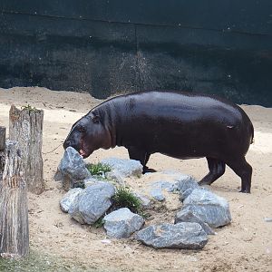 Western pygmy hippopotamus (Choeropsis liberiensis liberiensis), 2020-09-02