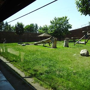 White-bengal tigers exbit