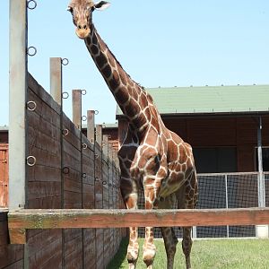 reticulated giraffe outdoors