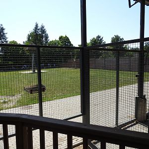 reticulated giraffe outdoors