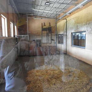 reticulated giraffe indoors