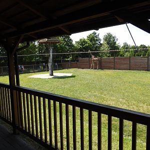 reticulated giraffe outdoors