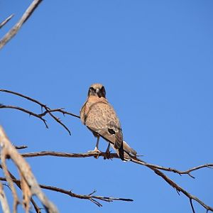 Brown falcon