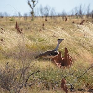 Australian bustard with termite mounds