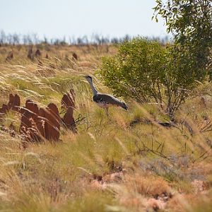 Australian bustard