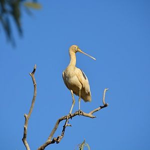 Yellow-billed spoonbill.
