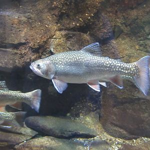 can anybody identify this fish