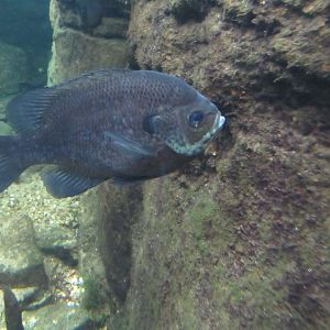 can anyone identify this fish