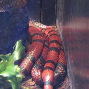 can anyone identify this snake