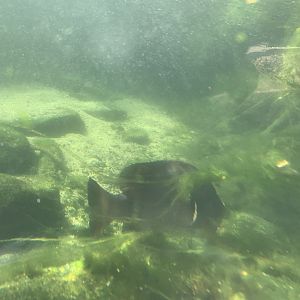 Can anyone identify this fish