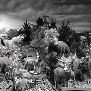 North American Wildlife.  Cabela’s Anchorage.