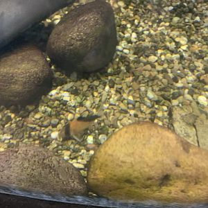 can anyone identify this fish