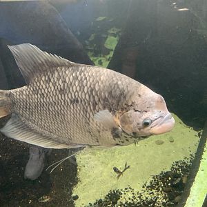 can anyone identify this fish