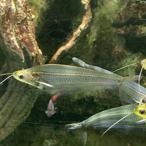 can anyone identify this fish