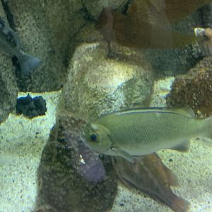 can anyone identify this fish