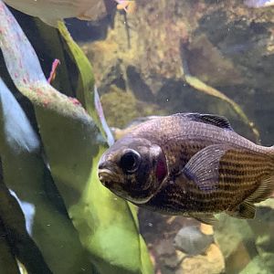 Can anyone identify this fish