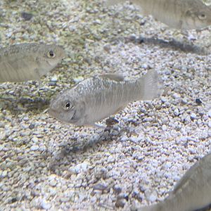 Can anyone identify this fish