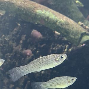 can anyone identify this fish