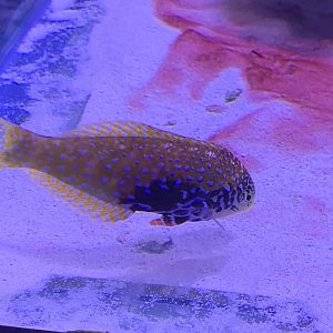 can anyone identify this fish