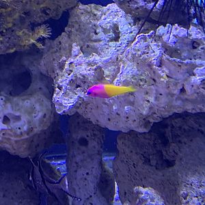 can anyone identify this fish