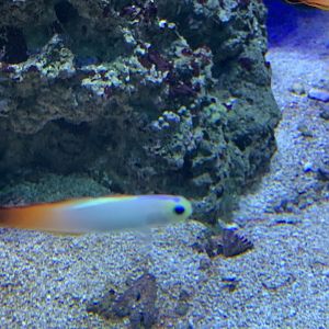 can anyone identify this fish