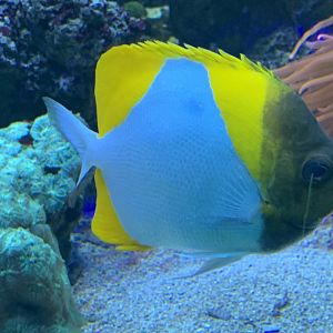 can anyone identify this fish