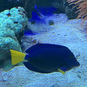 Can anyone identify this fish