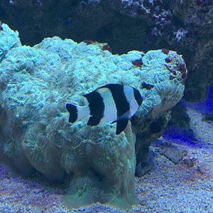 can anyone identify this fish