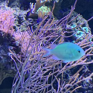 can anyone identify this fish