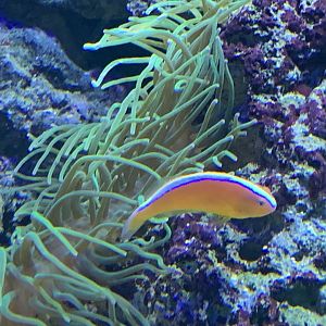 can anyone identify this fish