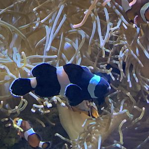 can anyone identify this fish