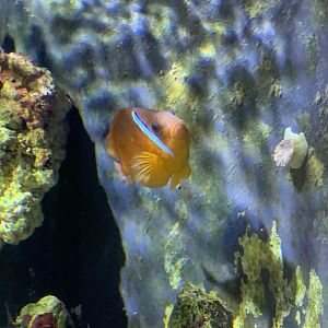 can anyone identify this fish