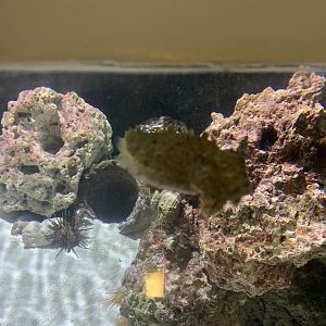 can anyone identify this cuttlefish