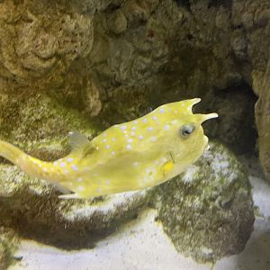 Can anyone identify this fish