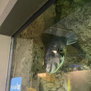 Can anyone identify this fish