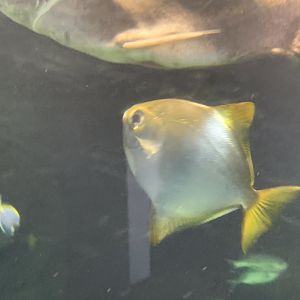 can anyone identify this fish