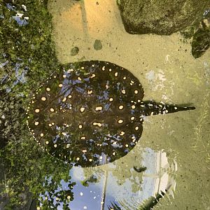 can anyone identify this fish