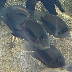 can anyone identify this fish