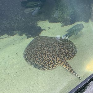 Can anyone identify this fish