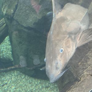 Can anyone identify this fish