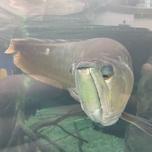 can anyone identify this fish